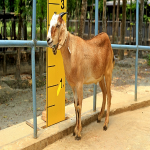 Goat wether (খাসি)